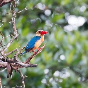 Stork-billed Kingfisher