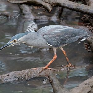 Striated Heron