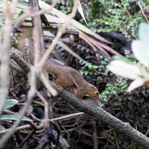 Plantain Squirrel