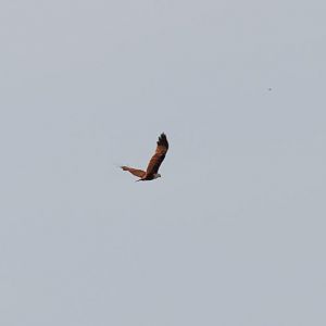 Brahminy Kite