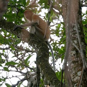 Proboscis Monkey