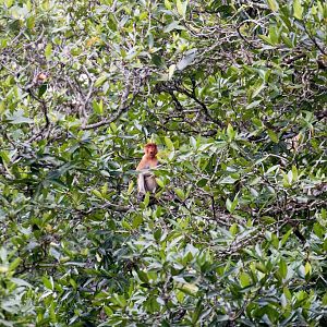 Proboscis Monkey