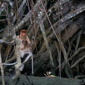 Proboscis Monkeys