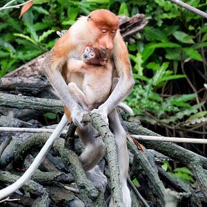 Proboscis Monkeys