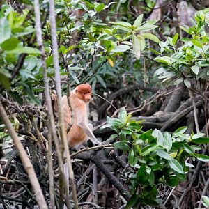 Proboscis Monkey