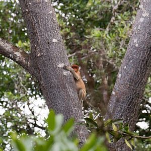 Proboscis Monkey youngster
