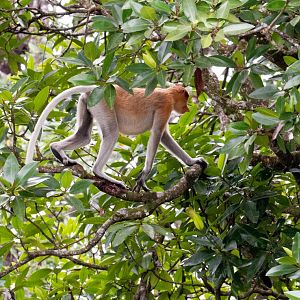 Proboscis Monkey