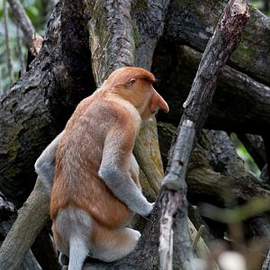 Proboscis Monkey
