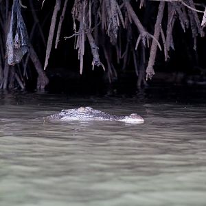 Saltwater Crocodile