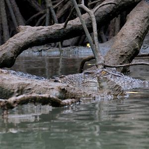 Saltwater Crocodile