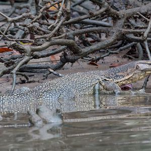 Water Monitor
