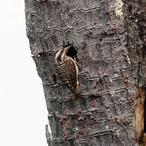 Sunda Pygmy Woodpecker