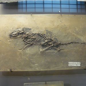 Macrocranion tupaiodon