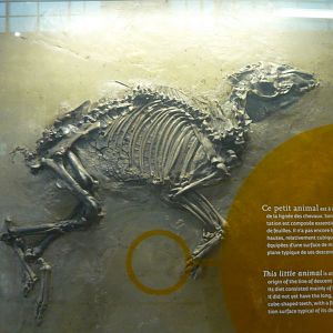 Eurohippus messelensis