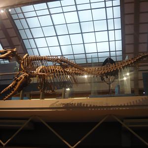 Rodhocetus and Dorudon skeletons (models)
