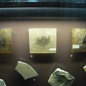 Palaeochiropteryx and insects from the Messel Pit