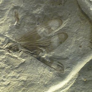 Dragonfly from the Messel Pit