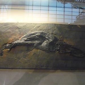 Atractosteus straussi