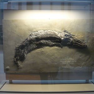 Atractosteus straussi