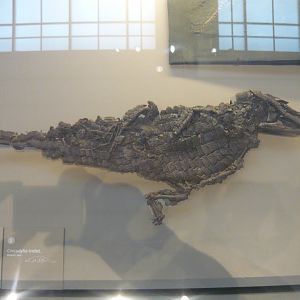 Baryphracta deponiae