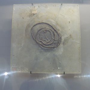 Snake species from the Messel Pit