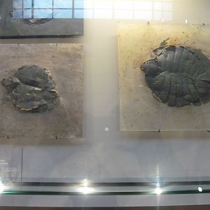 Euroemys kehreri and Allaeochelys crassesculptata