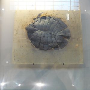 Allaeochelys crassesculptata