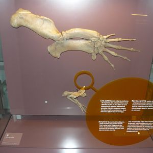 Dorudon atrox limbs (cast)