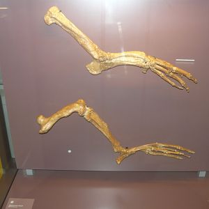Maiacetus inuus limbs (cast)