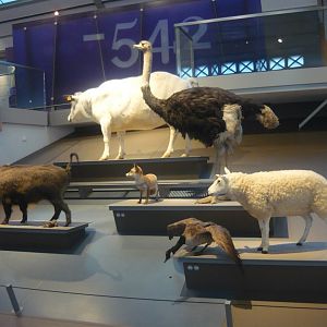 Domesticated animals and their ancestors