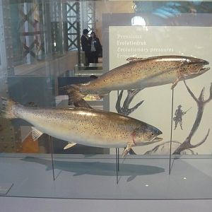Atlantic salmon