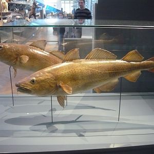 Atlantic cod