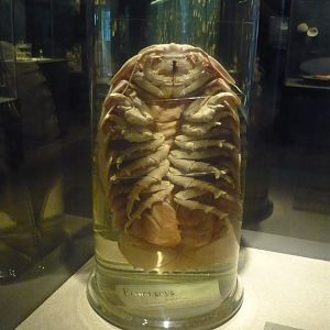 Bathynomus giganteus