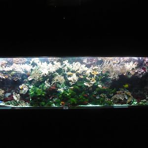 Marine tank
