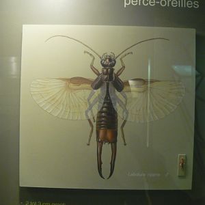 Earwigs (Dermaptera) info