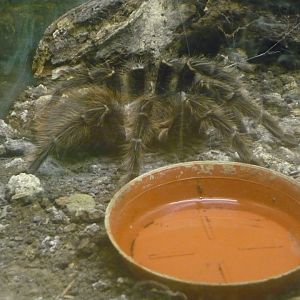 Lasiodora parahybana