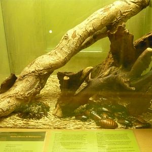 Madagascar hissing cockroaches