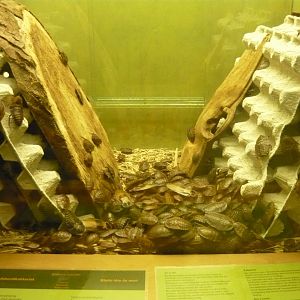 Blaberus craniifer feeding time