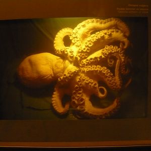 Common octopus (Octopus vulgaris)