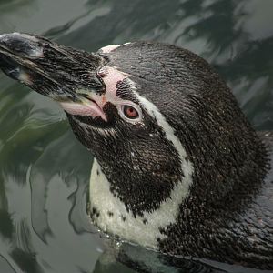 Jun. 2017 - Penguin Point - Humboldt Penguin