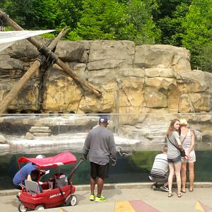 Jun. 2017 - Penguin Point - Humboldt Penguin Exhibit
