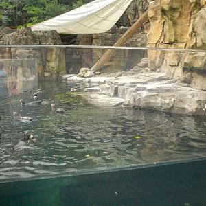 Jun. 2017 - Penguin Point - Underwater Viewing