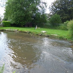 Marabou Stork Enclosure