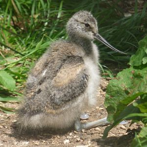 Avocet chick