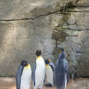 King Penguin in the shower