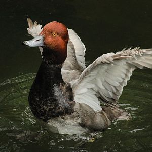 Jun. 2017 - Legends Of The Wild - Redhead