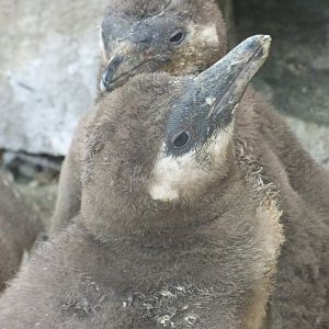 Humboldt Penguin Chicks