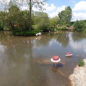 Greater Flamingo Pool