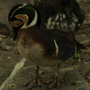 Jun. 2017 - Legends Of The Wild - I.D. Please