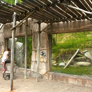 Jun. 2017 - Legends Of The Wild - Andean Condor Exhibit Viewing